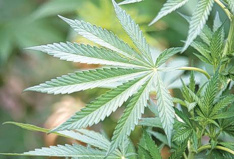 Cannabis was seized today in Derrylin