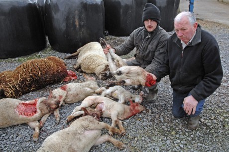 Sheep Kill at Tattygar