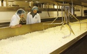 Raymond Domer and Anna Kennedy inspect the cheese as it is mixing   SH33
