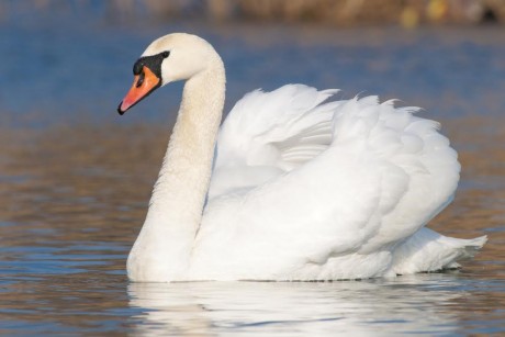A swan enjoying a paddle on Lough Erne