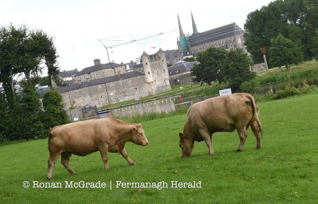 Two cows take up temporary residence on the grass beside Stuart’s Carpark in Enniskillen after wandering into town along the Sligo Road.  Picture: Ronan McGrade
