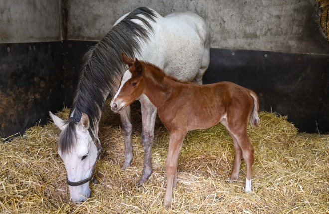 The foal with it's foster mother, a 14 year old mare in John Curry's stables near Trory    RMG22