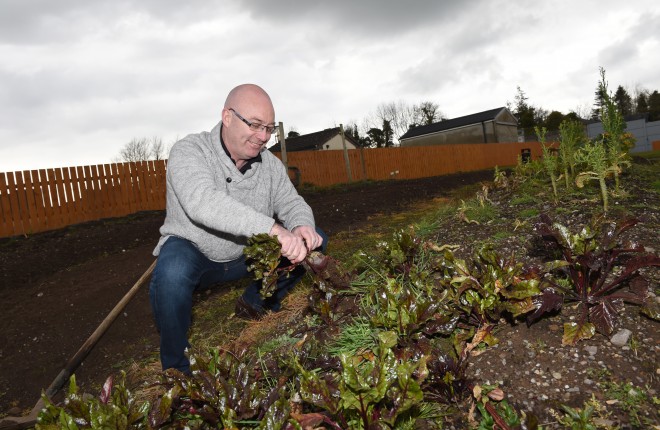 Thomas O'Reilly (Chairman of Fermanagh and Omagh District Council) pulls some beetroot at the Newtownbutler allotments    RMG04