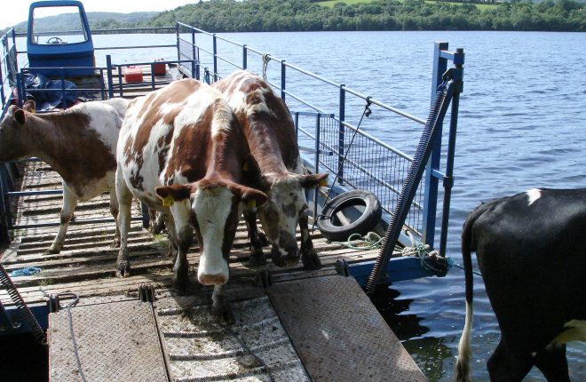 Cattle on a cot arriving on Rabbit Island
