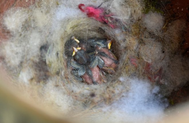 The housemartin chicks in their nest within the water pump    RMG02