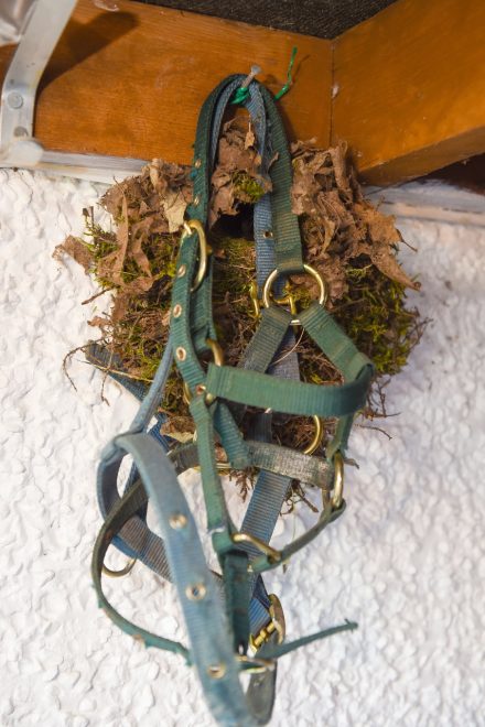 A robin's nest built into a horse bridle in an outhouse in Ballinamallard    RMG81