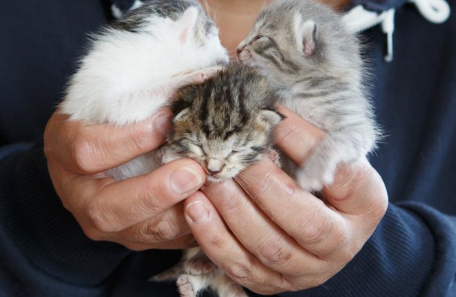 The 3 kittens rescued by Joe Mahon and being cared for by Joanne Judge. JPM0762
