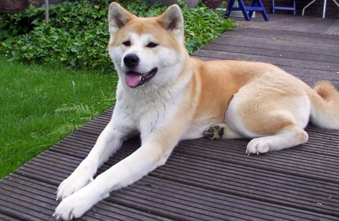 An Akita dog
