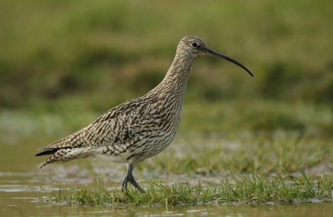 Curlew Numenius arquata, walking in shallow water, Geltsdale RSPB reserve, Cumbria, England, May