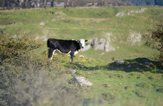 rural-cattle-09