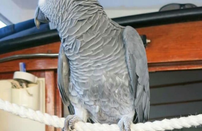 Barney went missing from his perch in Trory on Saturday morning 