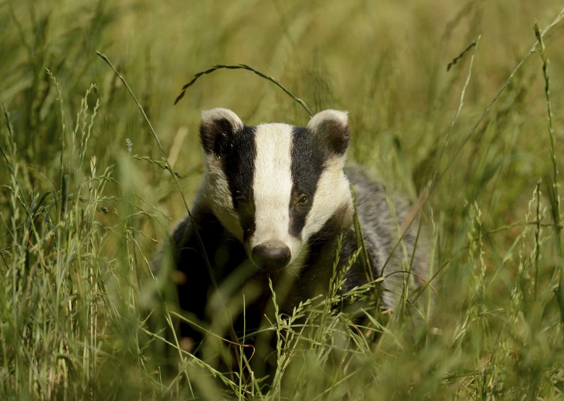 Dogs are seized by police in badger baiting crackdown - The