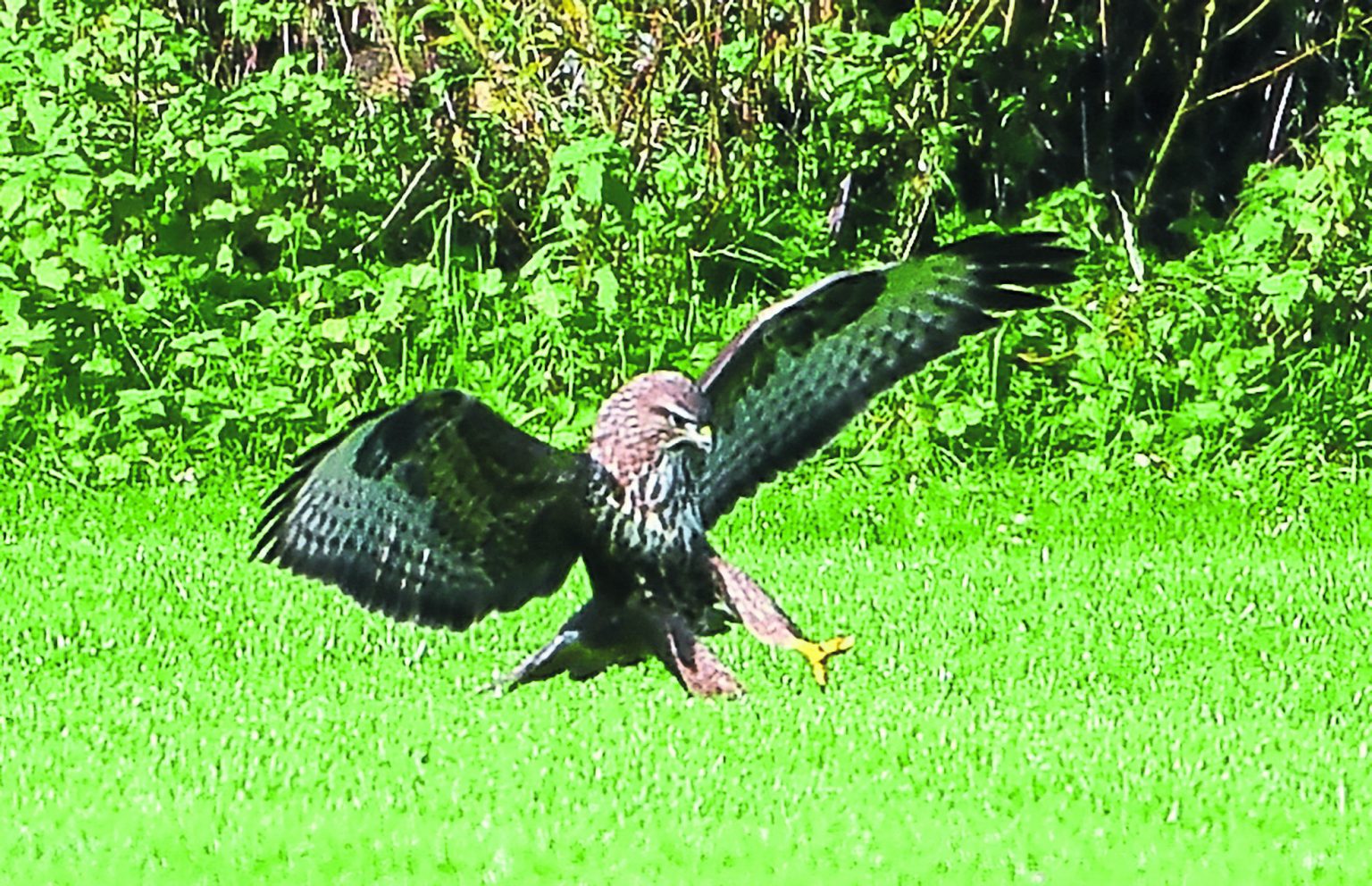 Bird of prey causes ‘buzz’ around Lisnaskea The Fermanagh Herald