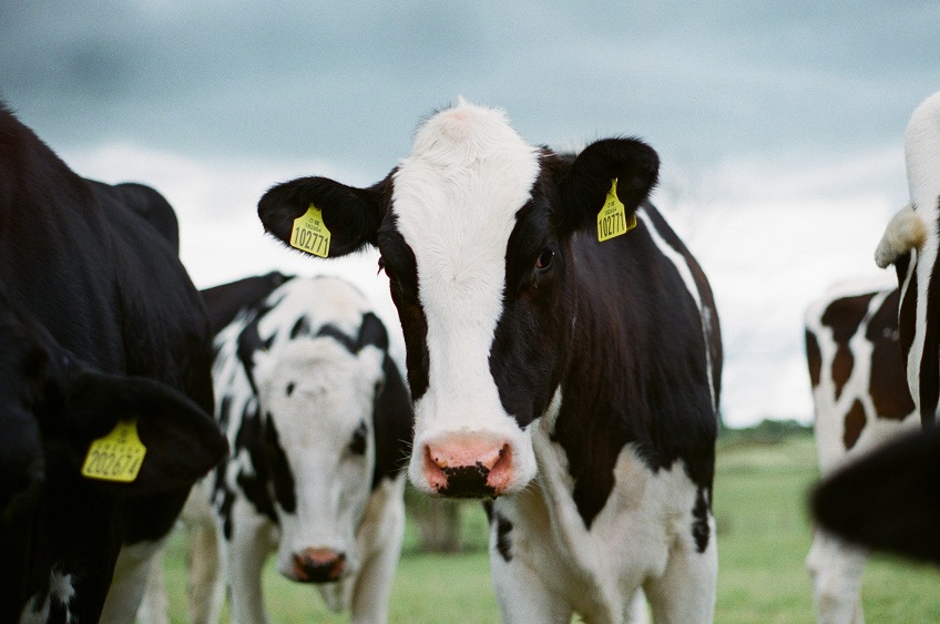 Fermanagh farmers concerned at milk price drop